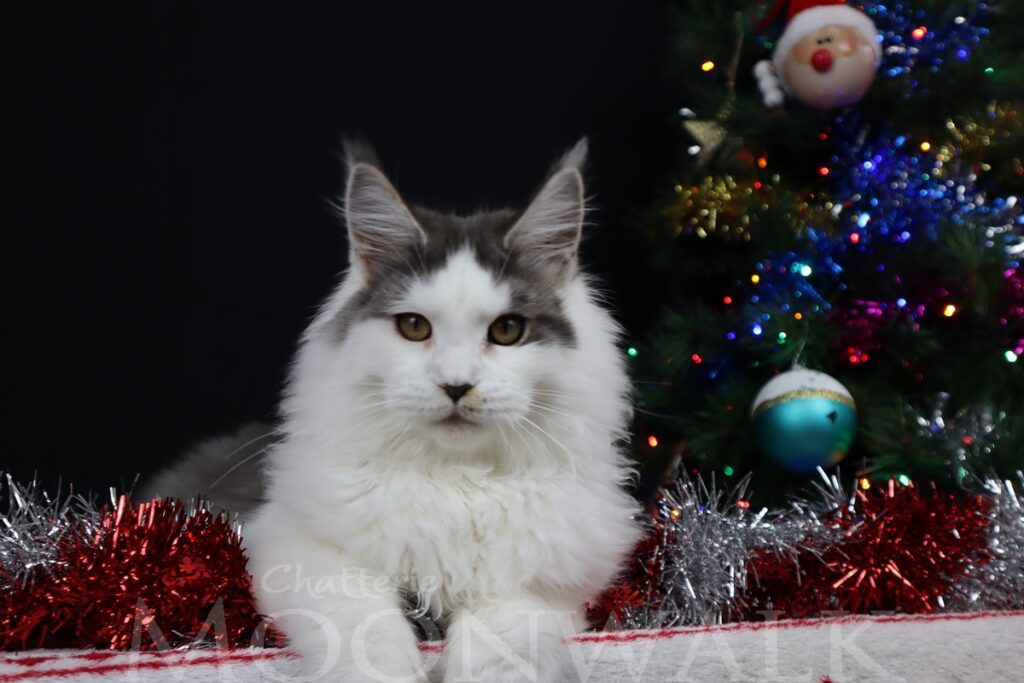 Chaton Maine Coon Bleu et blanc devant un sapin de Noël